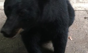 Black Bear Sits on Command