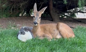 Deer and  Rabbit Best Friends
