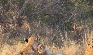 Lion Pride Basks in the Sun