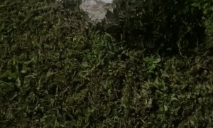 Rock Illusion Looks Like Puppy