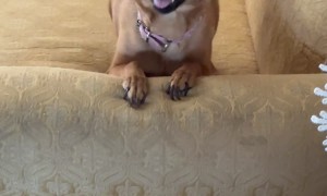 Excited Dog Shows Off Her Pearly Whites