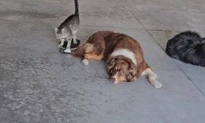 Skateboarding Cat Runs Into Dog