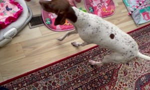 German Shorthaired Pointer Concerned About Crying