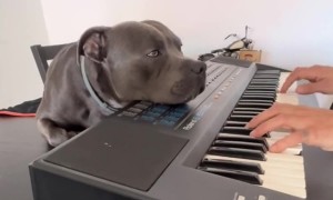 A Staffordshire Bull Terrier Enjoying the Piano