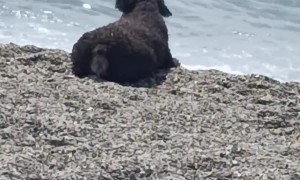 So That's Why They Call It a Water Dog