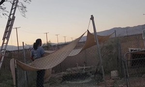 Man Falls Into Chicken Coop While Trimming Tree