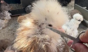 Chicken Gets a Haircut
