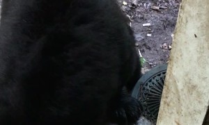 Wild Black Bear Enjoys Getting Its Back Scratched
