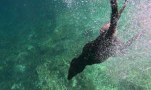 Dog Dives Down to the Seafloor