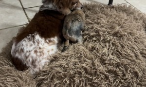 Pup Plays With Prairie Dogs
