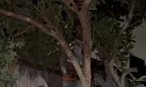 Raccoon Uses Wind Chime to Taunt Man