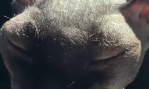 Sphynx Cat Tries a Pup Cup