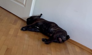 French Bulldog Snores Sound Like Air Defense