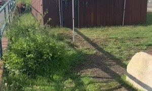Bear Visits Lake Tahoe Dock