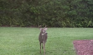 Buck's Tongue Hangs Out
