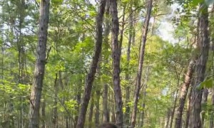 Mazda Miata Meanders Headfirst Into Tree