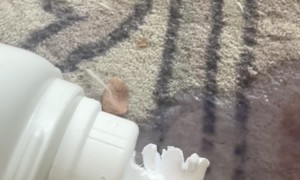 Dog Makes a Soapy Mess After Chewing Up Package