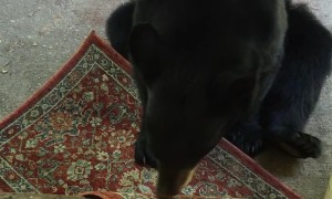 A Bear Cub Stole My Rug