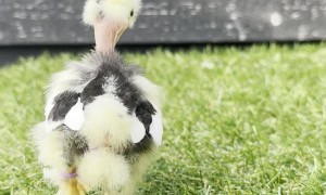 Baby Mottled Silkie Chick