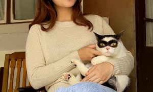 Zorro Cat Sits in Lap