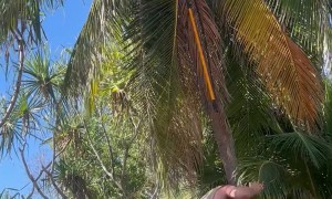 Falling Coconut Has Perfect Aim for Man's Head