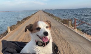 Dog Takes in the Scenery from her Throne