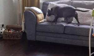 Baby Loves his Big Brother