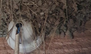 Freeloading Family of Swallows