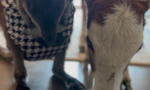 Wallaby and Mini Cow are Best Friends