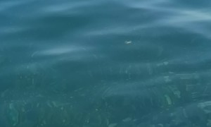 Crab Makes New Best Friend