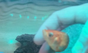 Goldfish Rescue