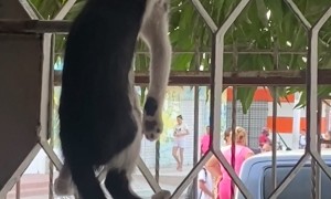 Kitten Climbs Up Gate to People Watch