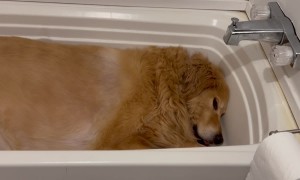 Dog Prefers to Sleep in the Bathtub