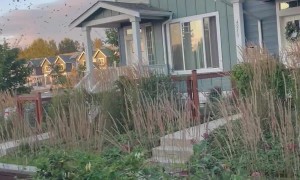 Crows Congregate in Neighborhood