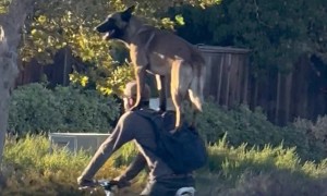 Dog Head and Shoulders Above his Owner
