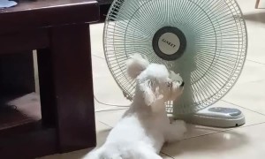 How to Cool Off a Hot Dog