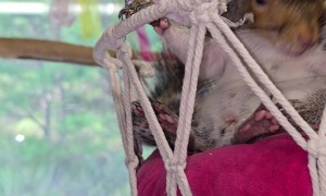 Squirrel Relaxing in his Swing