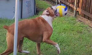Boxer Plays Tetherball
