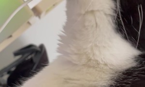 Cat's Wired Breakfast