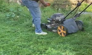 Dog Saves Human From Lawn Monster