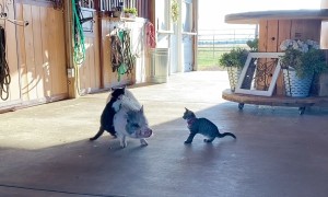 A True Piggyback Ride