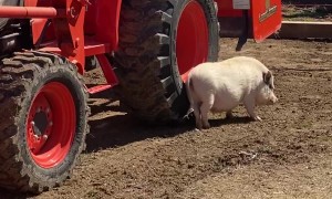 Mini Pig Scratches Hard to Reach Itch