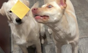 Hungry Pup Misses Catch