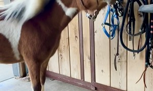 Mini Pony Loves the Breeze in His Hair
