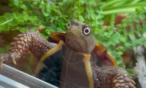 When Your Turtle Is Totally Shell-Shocked