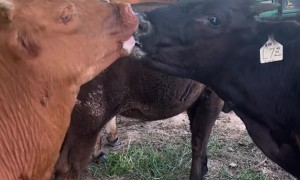 When Your Cattle Needs to Get a Room