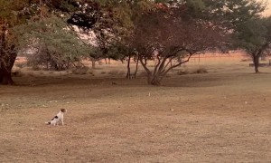 Rigby the Dog Jumping in a Helicopter