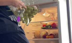 Pallet of Eggs Have a Great Fall