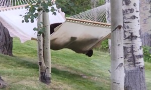 Bear Struggles to Get On Hammock