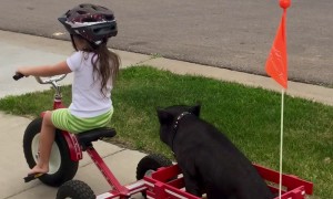 Mini Pig Loves a Tricycle Ride